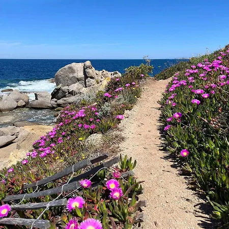 Thomaia * קאלבי