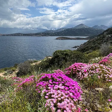 Thomaia * Calvi (Corsica)