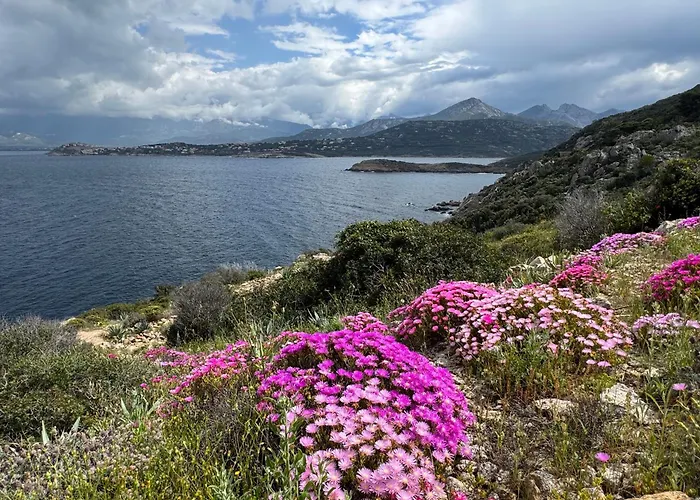 Thomaia * Calvi (Corsica)